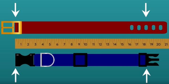 Big Chicago Flag Needlepoint Dog Collar