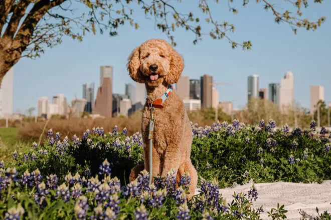 Dog standing in a field of flowers with a city skyline in the background and handmade dog collar