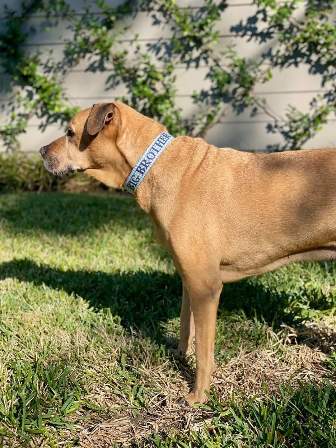 Brown dog standing on grass with a name on the collar