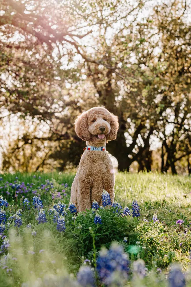Brown dog standing in a field of flowers with trees in the background