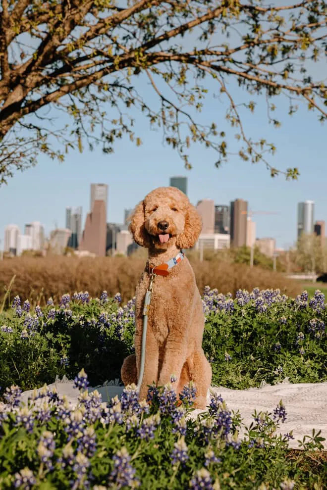 Brewster Custom Needlepoint Dog Collar