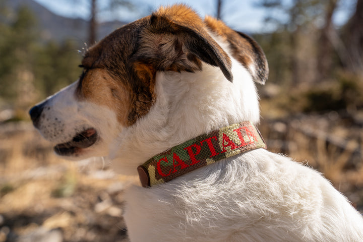 Brewster Custom Needlepoint Dog Collar