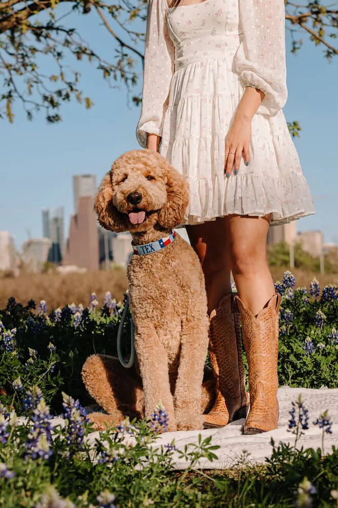 Brewster Custom Needlepoint Dog Collar