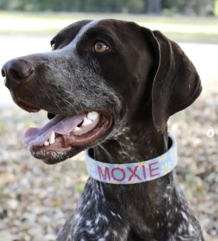 Brewster Custom Needlepoint Dog Collar