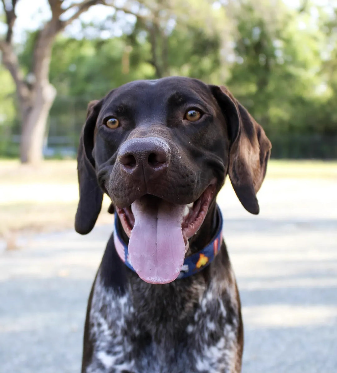 Brewster Custom Needlepoint Dog Collar