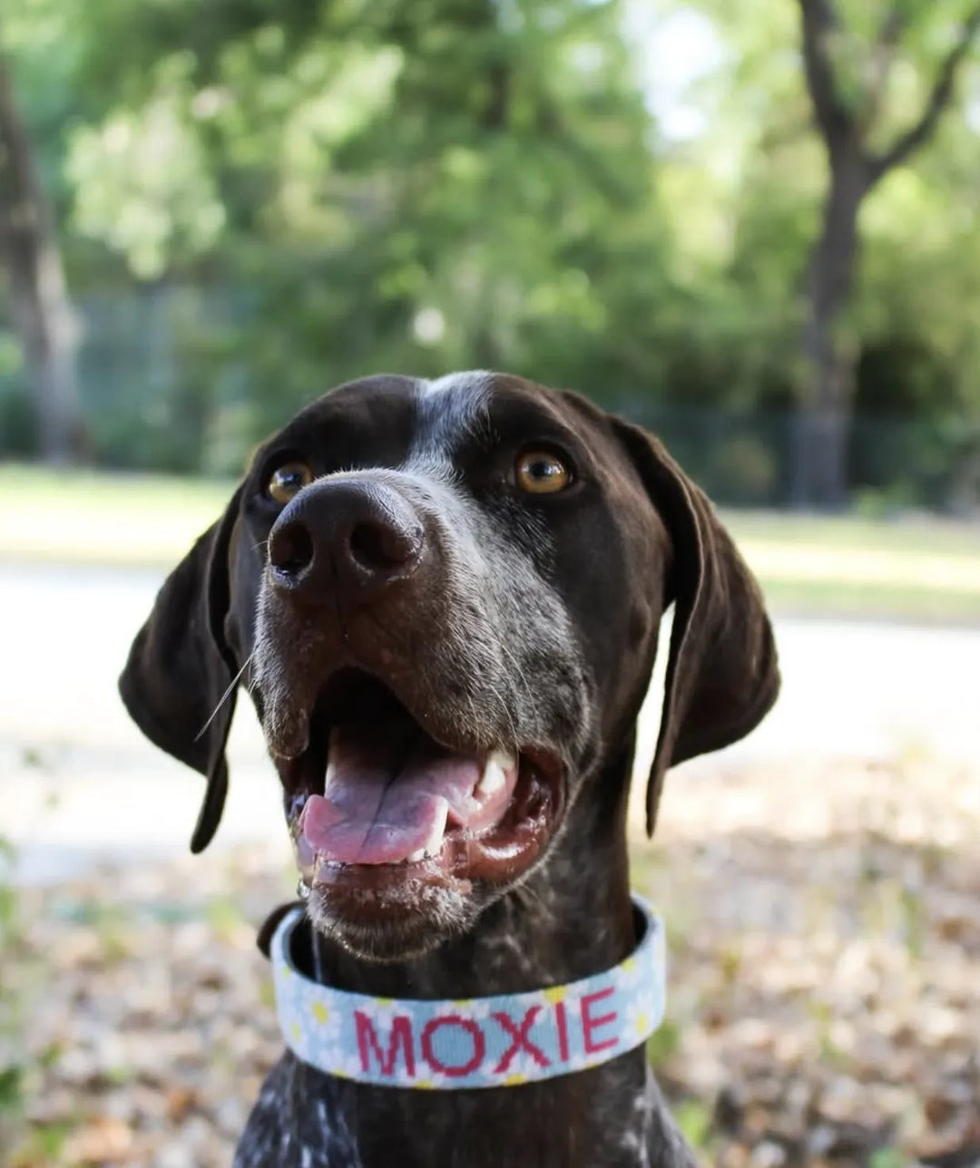 Dog wearing a collar with 'Moxie' on it, standing outdoors with trees in the background