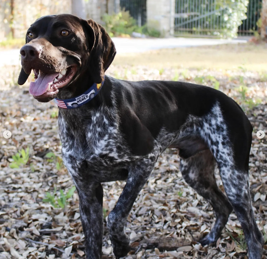 Brewster Custom Needlepoint Dog Collar