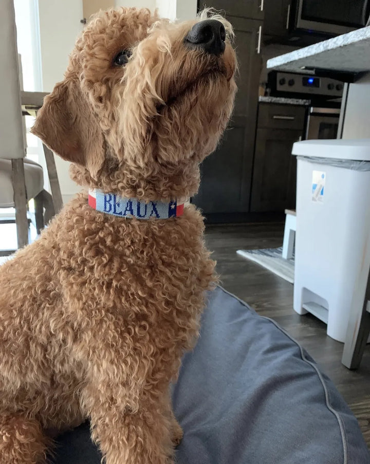 Brown dog wearing a blue collar with 'BEAUX' on it, standing on a kitchen floor.