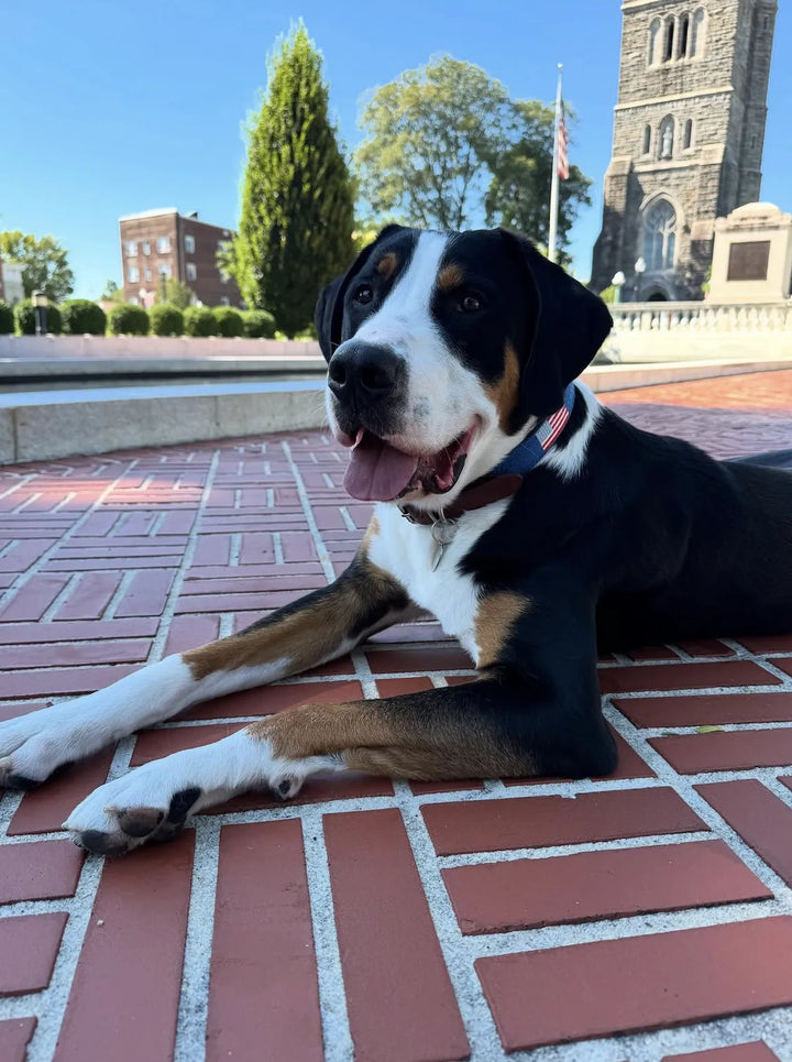 Dog sitting on a brick pavement with a building and trees in the background