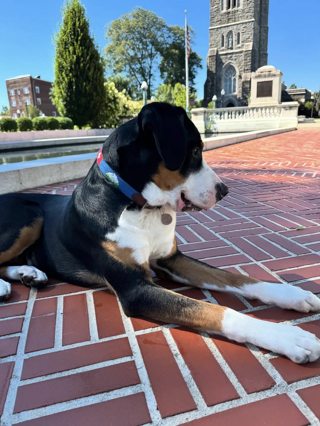 Dog lying on a brick pavement with a clock tower in the background