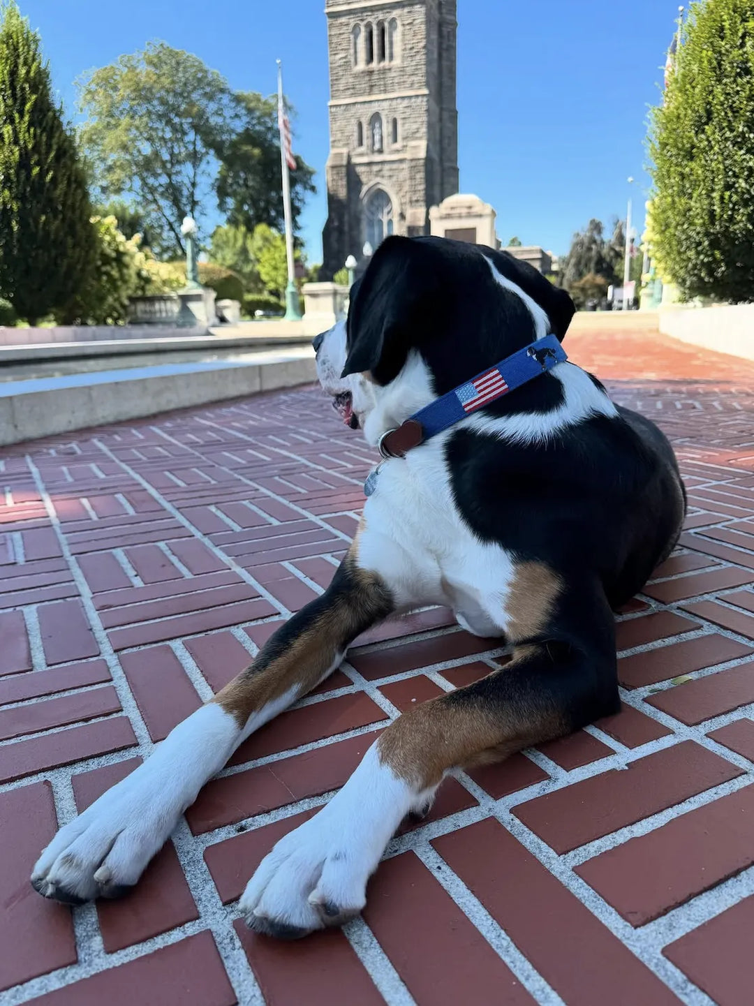 Dog sitting on a brick path with a custom dog collar